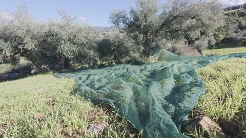 Olive Grove Harvest Scene With Nets on Grass During Sunny Mediterranean Day Stock Footage 344093839