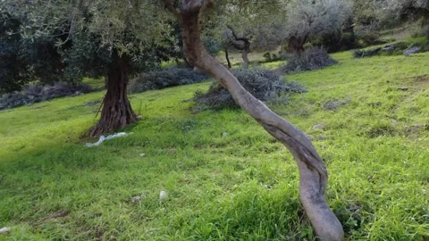 Olive Grove on Hillside with Pruned Branch Piles and Green Grass Landscape Stock Footage 343994888