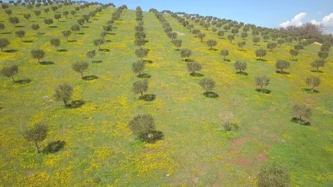 The olive grove in Istria 動画素材 88072850