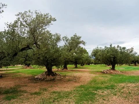 Olive Grove Landscape under Cloudy Sky in Spain Stock Photos
