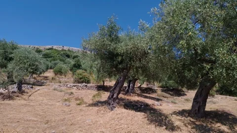 Olive Grove with Mature Trees in Thassos Countryside Stock Footage 347051703