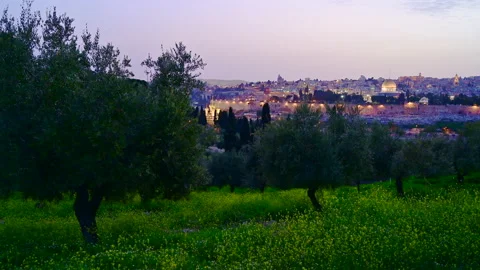 Olive grove on Mount of Olives and Old City Jerusalem; Israel 4K Stock Footage 150865663