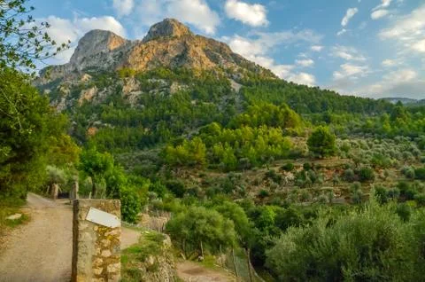 Olive grove on the mountain Foto stock