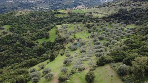 Olive grove on a mountain slope with a view of a distant green valley Stock Footage 343992879
