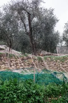 Olive grove with nets for harvesting olives, Ligurian mountains, Imperia, Ita Stock Photos