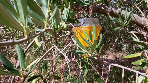 Olive grove. Olive pest traps. Agricultural techniques. Planting young olive Video stock 328655553