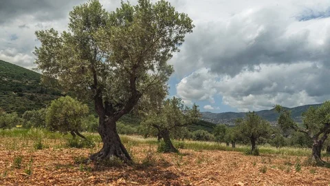 Olive Grove up Pan Time Lapse Stock Footage 100320902