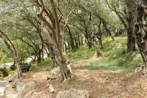 Olive grove in the park. Stock Photos