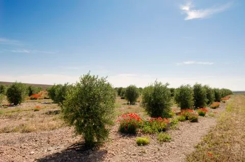 Olive grove Stock Photos