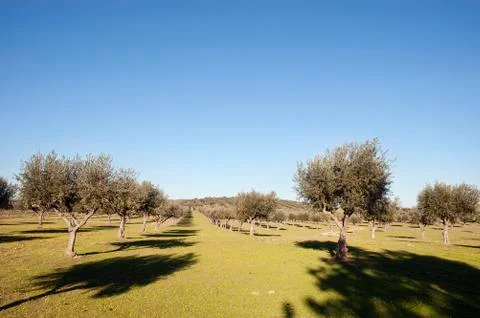 Olive grove Stock Photos