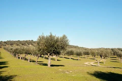 Olive grove Stock Photos