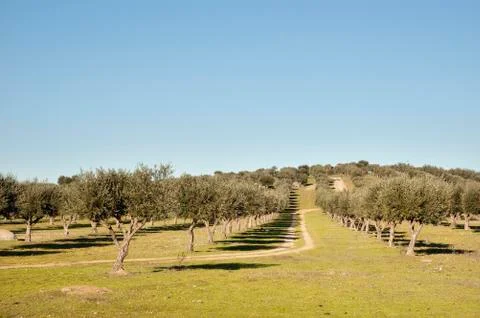 Olive grove Stock Photos