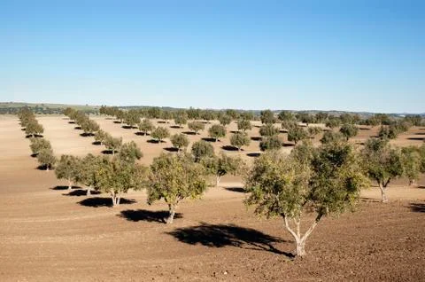 Olive grove Stock Photos