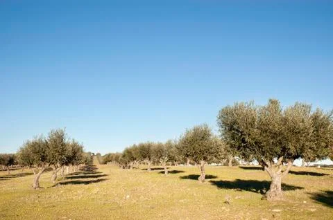 Olive grove Stock Photos