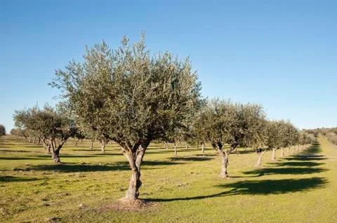Olive grove Stock Photos