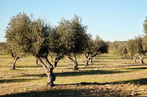 Olive grove Stock Photos