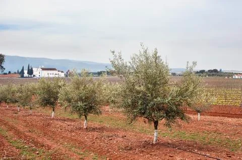 Olive grove Stock Photos
