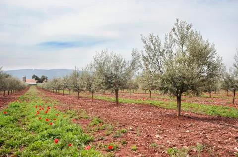 Olive grove Stock Photos