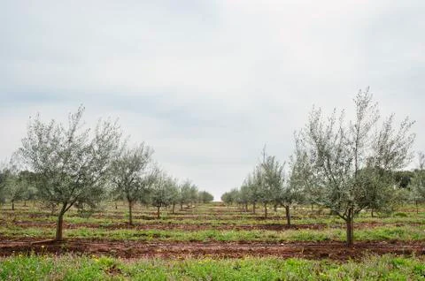 Olive grove Stock Photos