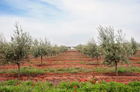 Olive grove Stock Photos