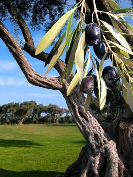 Olive grove Stock Photos
