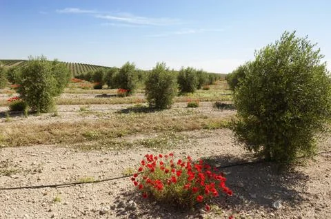 Olive grove Stock Photos