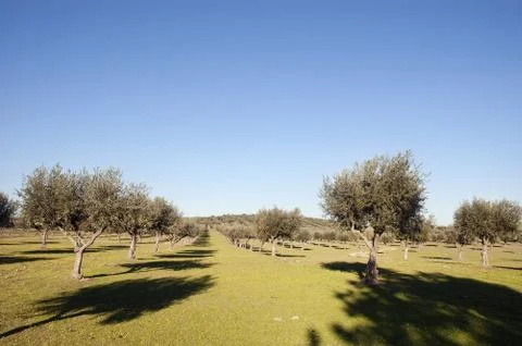 Olive grove Stock Photos