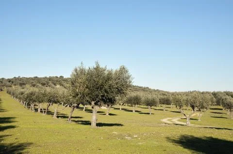 Olive grove Stock Photos