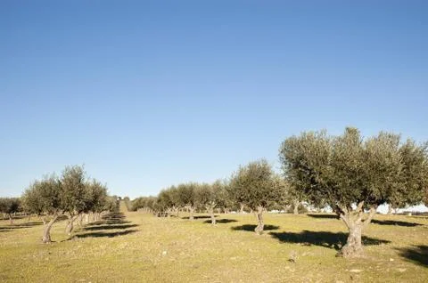 Olive grove Stock Photos