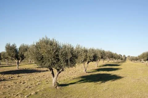 Olive grove Stock Photos