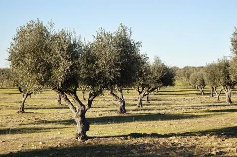 Olive grove Stock Photos