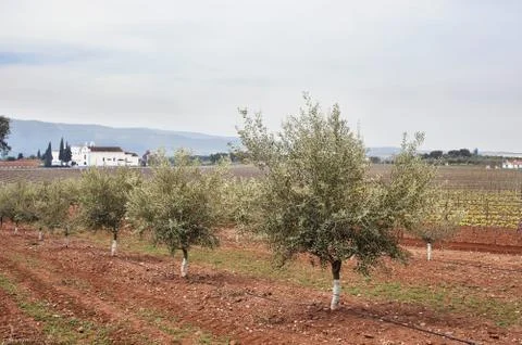 Olive grove Stock Photos