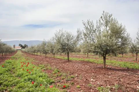 Olive grove Stock Photos