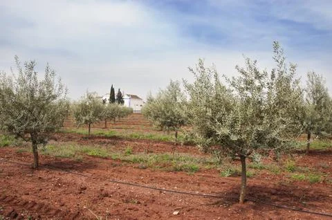 Olive grove Stock Photos