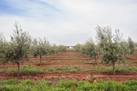 Olive grove Stock Photos