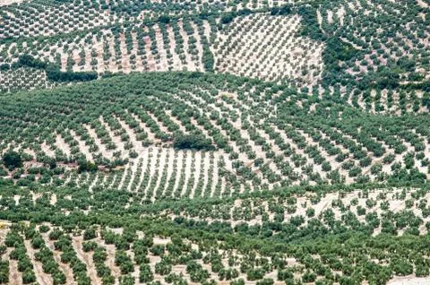 Olive grove Stock Photos
