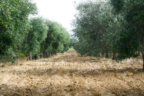 Olive grove Stock Photos