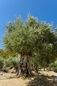 Olive grove Stock Photos