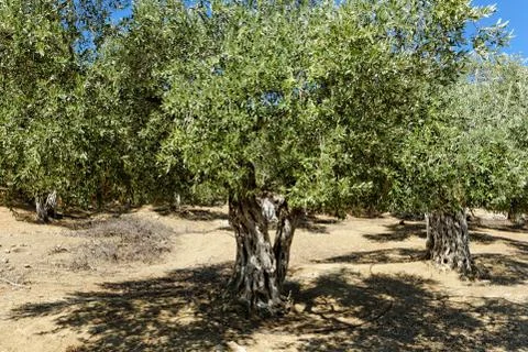Olive grove Stock Photos