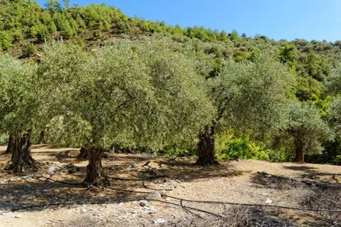 Olive grove Stock Photos