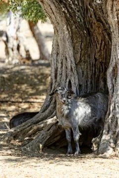 Olive  grove Stock Photos