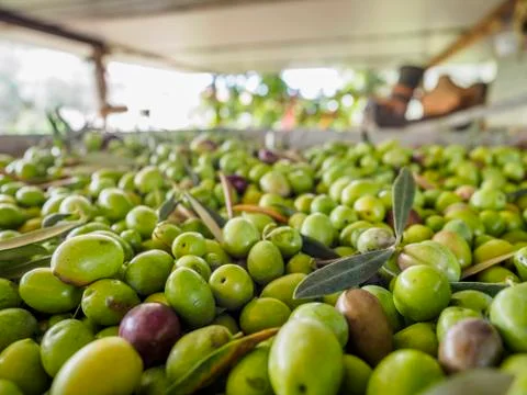 Olive grove Stock Photos