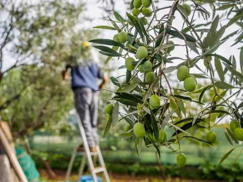 Olive grove Stock Photos