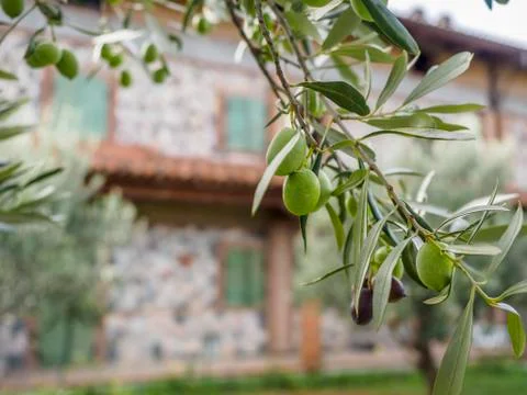 Olive grove Stock Photos