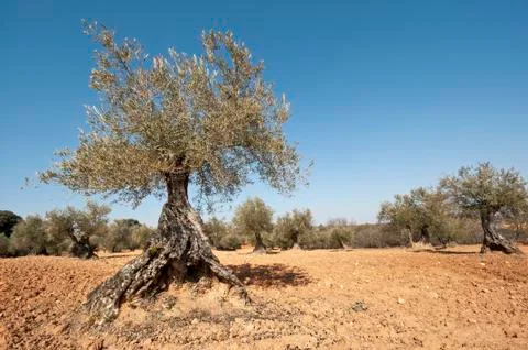 Olive grove. Stock Photos