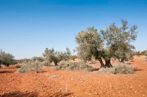 Olive grove Stock Photos