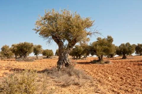 Olive grove Stock Photos