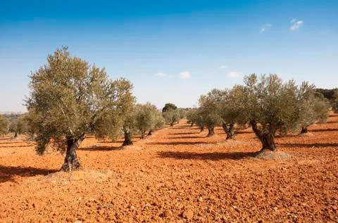 Olive grove Stock Photos