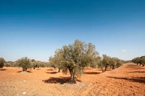 Olive grove. Stock Photos