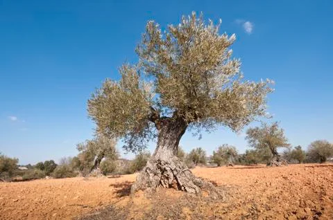 Olive grove Stock Photos